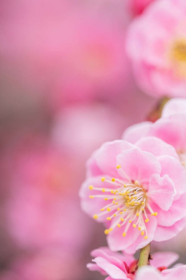 【防府・新山口発】大人のときめきバレンタインミステリーツアー 日帰り3